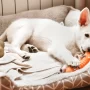 Best dog beds