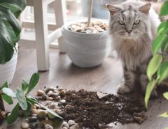 Understanding Plant Toxicity: Keeping Your Feline Friends Safe Outdoors